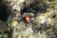 Monetaria caputserpentis