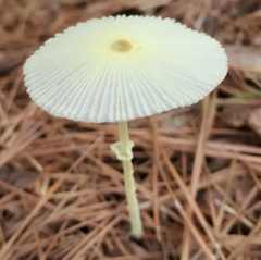 Leucocoprinus fragilissimus