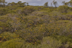 Acacia puncticulata