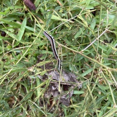 Grammodes geometrica