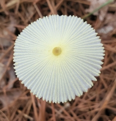 Leucocoprinus fragilissimus