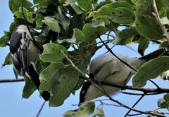 Dryoscopus cubla cubla