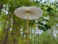 Leucocoprinus fragilissimus