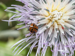 Coccinella miranda
