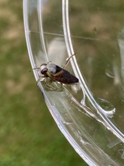 Notonecta maculata