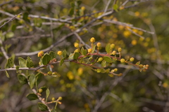 Acacia puncticulata