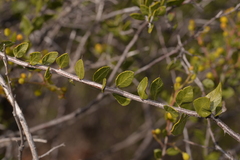 Acacia puncticulata