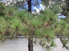 Pinus