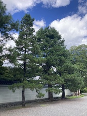 Pinus