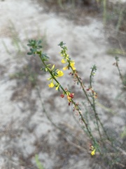Acmispon glaber glaber
