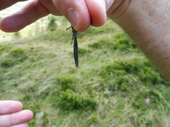 Somatochlora arctica