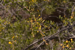 Acacia puncticulata