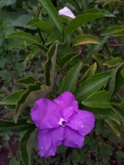 Brunfelsia uniflora