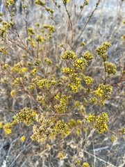 Deinandra fasciculata