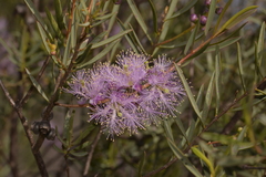 Melaleuca radula