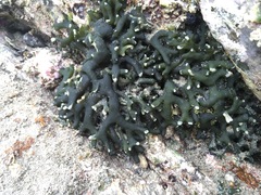 Codium