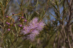 Melaleuca radula