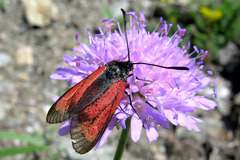 Zygaena purpuralis