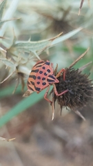 Graphosoma semipunctatum