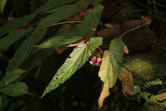 Begonia dipetala