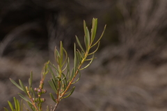 Melaleuca radula