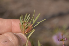 Melaleuca radula