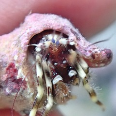 Cestopagurus timidus