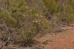 Melaleuca radula