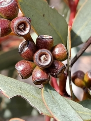 Eucalyptus dumosa
