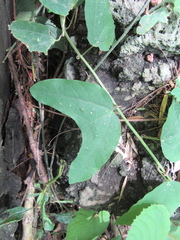 Passiflora mexicana