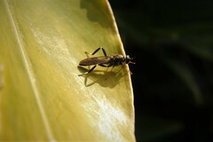 Exaireta spinigera