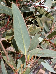 Eucalyptus dumosa