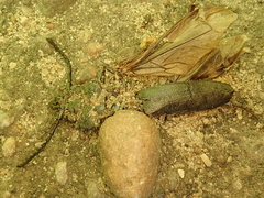 Prionus coriarius