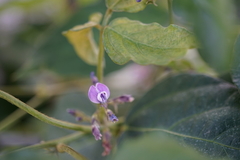Glycine max soja
