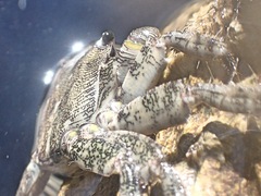 Pachygrapsus marmoratus