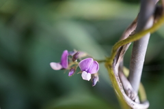 Glycine max soja