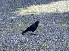 Corvus