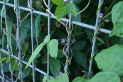 Glycine max soja