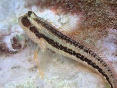 Parablennius pilicornis