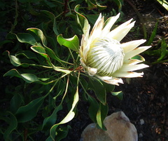 Protea cynaroides