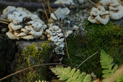 Panellus