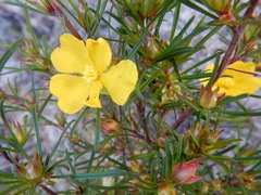 Hibbertia