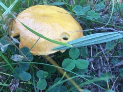 Suillus grevillei