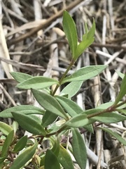 Stellaria longifolia