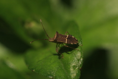 Cletomorpha