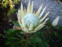 Protea cynaroides