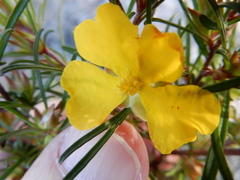 Hibbertia