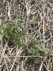 Stellaria longifolia