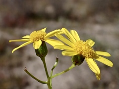 Senecio pinnatifolius