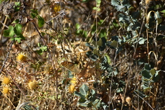 Argynnis pandora